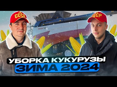 Видео: Технология зимней уборки кукурузы 2024! Продажа кукурузы в Иран.