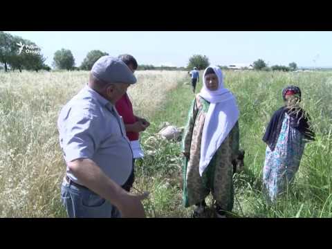 Видео: "Раис амр дод, раис бекор кард"