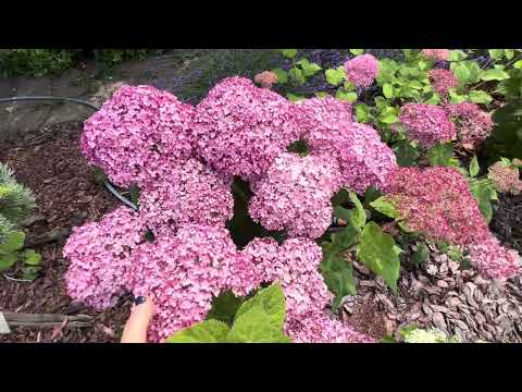 Видео: Шикарное цветение всех новых сортов древовидных гортензий в массивах
