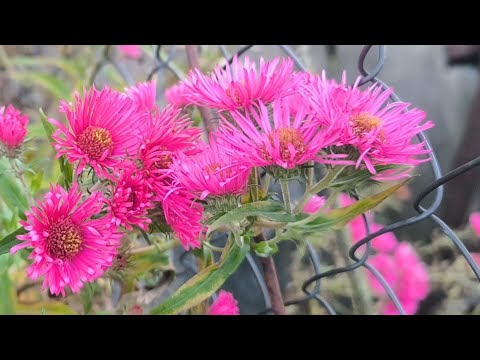 Видео: запрошую попрацювати на кухні