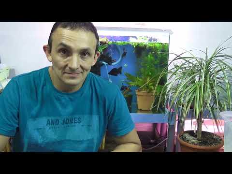 Видео: ТРИ капли МОЛОКА и ИНФУЗОРИИ ТЬМА