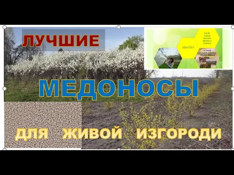 Видео: Лучшие медоносы для изгороди