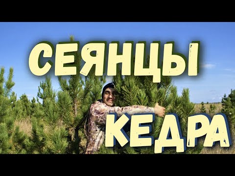 Видео: Путь кедрового сеянца от орешка до дерева