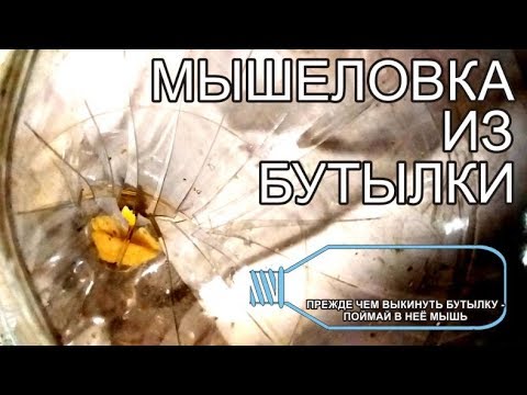 Видео: мышеловка из бесплатной пластиковой бутылки быстро при помощи скотча и сыра самостоятельно