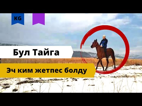 Видео: Бул тайга эч ким жетпейт гарантия .