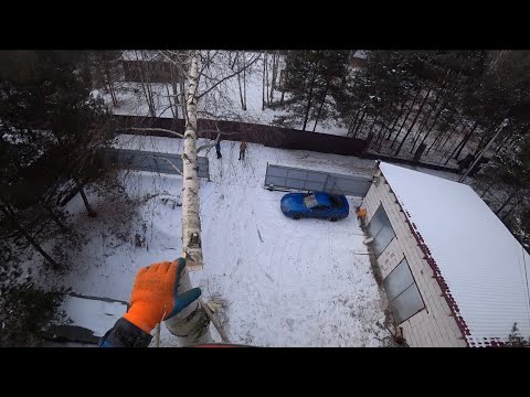 Видео: Спил двух берез от начала до конца одним дублем от первого лица