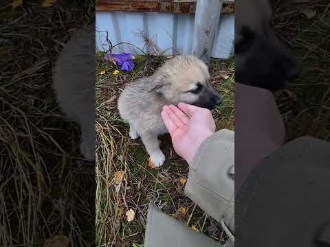 Видео: и снова подкинутые щенки. как всех спасти?((