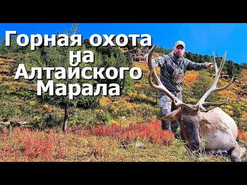 Видео: Горная охота на Алтайского Марала, в горах Восточного Казахстана.  Hunting Altai maral.