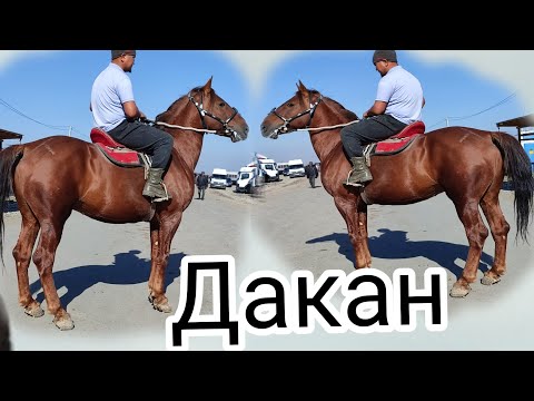 Видео: ЛИНИЯ ЖАКШЫ ДАКАН НУКУРА КЫРГЫЗ ЖЫЛКЫ