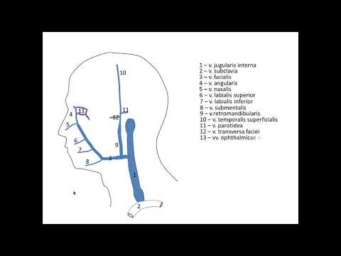 Видео: Вены головы и шеи. Запись  06 ноября 2019 г.