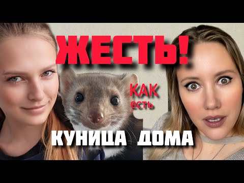 Видео: Куница Дома!