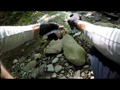 Видео: ФОРЕЛЬ-ГІРСЬКА ЦАРИЦЯ -НА-ДЖИГ