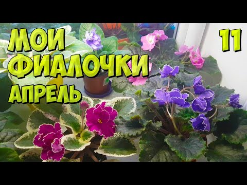 Видео: Моя домашняя коллекция, обзор фиалок, глоксиний / Апрель 2021