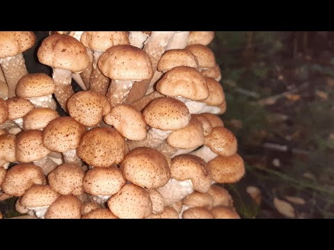 Видео: Что приготовить из Опят 🤔 Деревенский ОБЕД! Солим опят по бабушкиному Рецепту 🤗 заморозка грибов 👍👍👍
