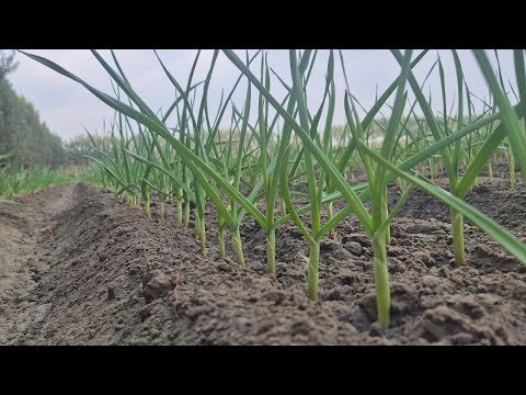 Видео: Саримсоқ Чеснок экиш сирлари. 6- Қисм  #bobodexqonlar 