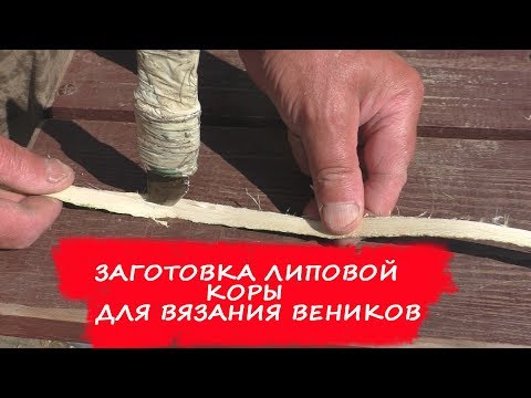 Видео: ЗАГОТОВКА ЛИПОВОЙ КОРЫ ДЛЯ ВЯЗАНИЯ ВЕНИКОВ