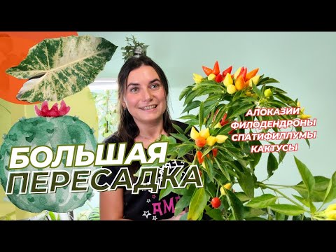 Видео: Большая ПЕРЕСАДКА. Подбираю грунт и правильную посадку.