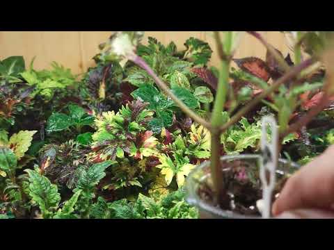 Видео: И СНОВА КОЛЕУСЫ! ЧТОБЫ ЗИМОВКА БЫЛА УДАЧНОЙ.