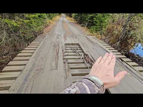 Видео: Красивая листва тамерака