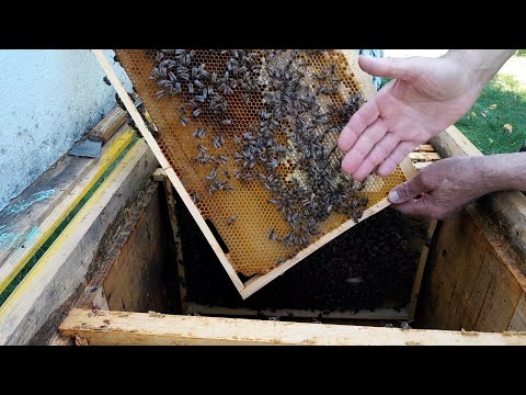 Видео: Что делать после потери пчел зимой? | Восстановление пасеки и хранение медовых рамок