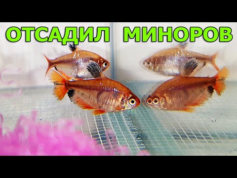 Видео: Миноры ушли на нерест. Кардиналов убрал