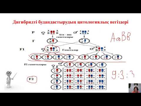 Видео: 10_класс_3_тоқсан_Дигибридті будандастырудың цитологиялық негіздері