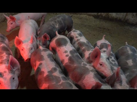 Видео: Выкинул поросят на Мусорку, лупанула-Отёчка ,переборщил с БМВД((((((