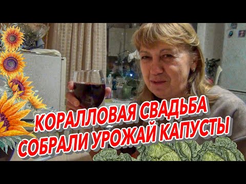 Видео: КОРАЛЛОВАЯ СВАДЬБА СОБРАЛИ УРОЖАЙ КАПУСТЫ