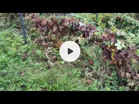 Видео: Подготовка ежевики к зиме ответ для Сергея