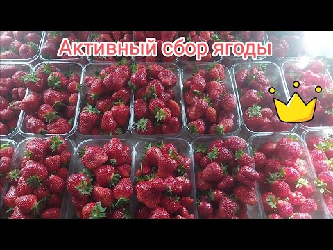 Видео: Активный сбор клубники, кормление калием, состояние балаганов итоги