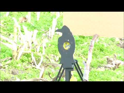 Видео: 100 м с AirArms ProSport