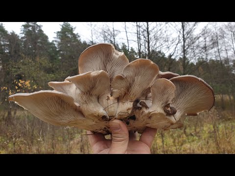 Видео: В поисках вешенки в конце октября ! Гигрофор и зимние опята ! Грибы 2020 !