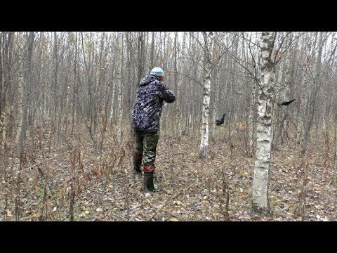 Видео: ПОДКРАЛСЯ К СПЯЩЕМУ КОСАЧУ!!!! Охота на тетерева с подхода. Охота 2021.