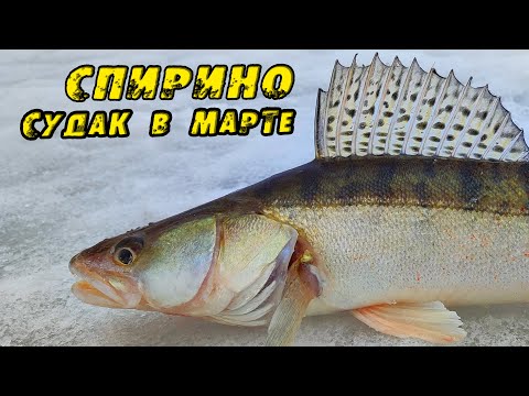 Видео: ХАПОК на Переправе!! Мелочь АТАКУЕТ! Зимняя рыбалка в СПИРИНО. СУДАК НА ВИБЫ зимой 2023!