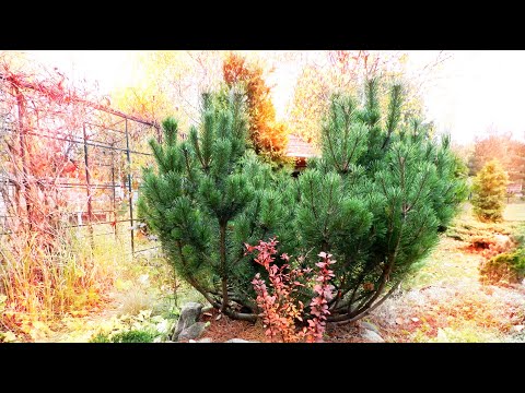 Видео: Сосна горная PINUS MUGO. Обрезка. Эксперимент с почками.