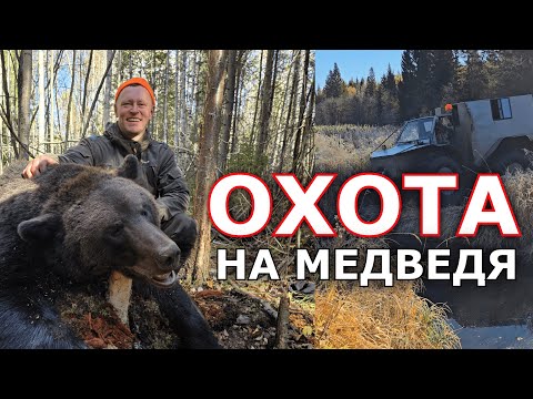 Видео: 🐻 СОБАКИ УТОМИЛИ МЕДВЕДЯ. Охота на медведя и лося осенью 2024