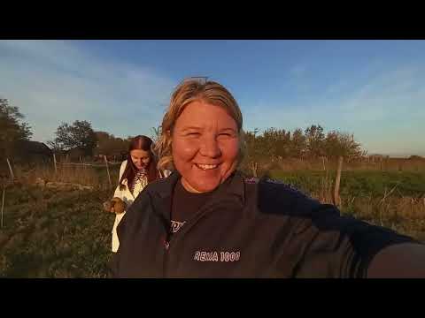 Видео: УБОРКА ОГОРОДА / ВЫРВАЛА ВСЕ  ПОМИДОРЫ 🍅