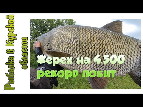 Видео: Трофейный жерех на 4.5 кг на Megabass Pop X . Адреналин зашкаливает. Также много окуней на джиг