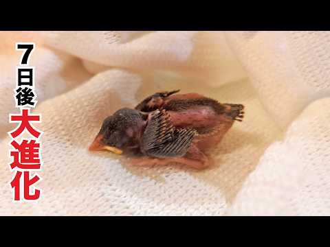 Видео: Нашли крошечную птичку в опасности — вот что произошло дальше!