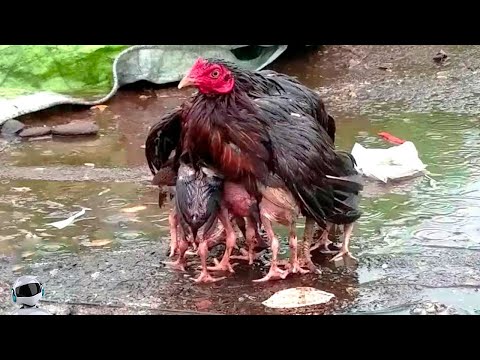 Видео: Вы ДОЛЖНЫ Это Увидеть! Случаи с Животными Снятые На Камеру