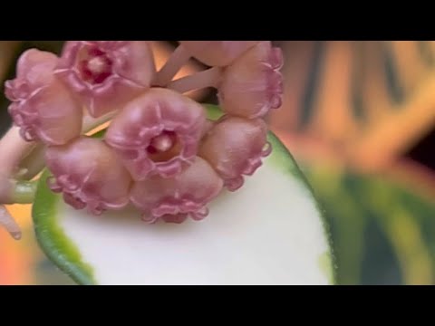 Видео: ЛЮКСОВЫЕ ХОЙИ на МОИХ ПОЛОЧКАХ 🔥⭐️💥