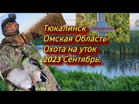 Видео: Тюкалинск.Охота на уток .