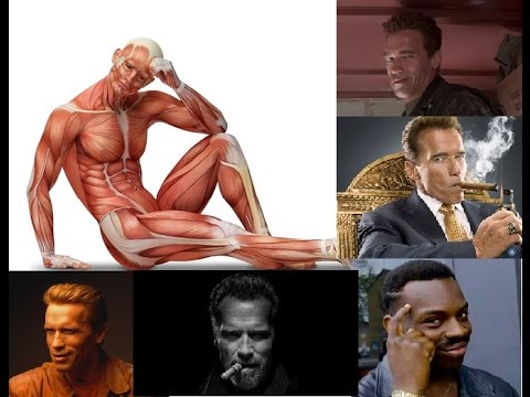 Видео: Как мышечная система обманывает нас на тренировке