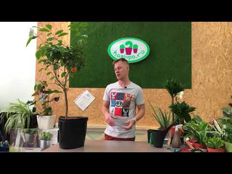 Видео: Кумкват с распродажи 1,5 года спустя, обрезка, пересадка и лечение