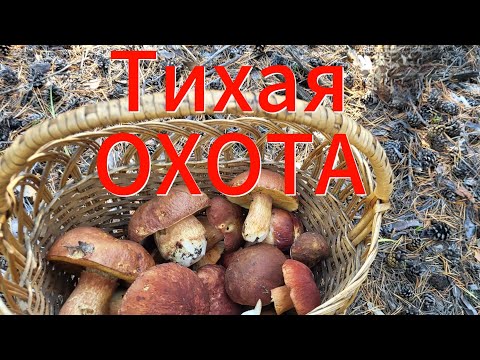 Видео:  Удачно "поохотились"! 😄🍄‍🟫