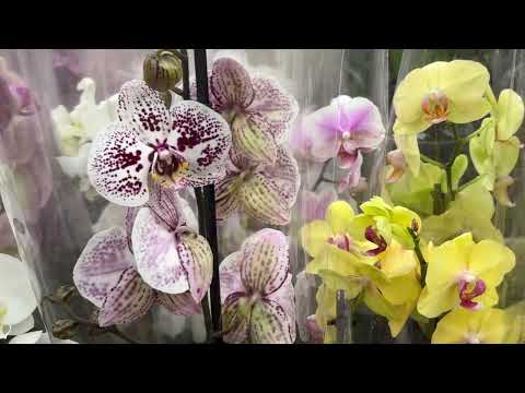 Видео: 🔴ОБЗОР ОРХИДЕЙ ОБИ РЯЗАНЬ #orchids #обзорорхидей #распаковка #орхидей #орхидеиобзор