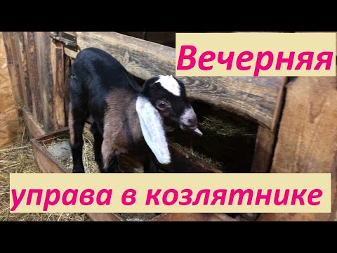 Видео: Вечерняя управа в козлятнике