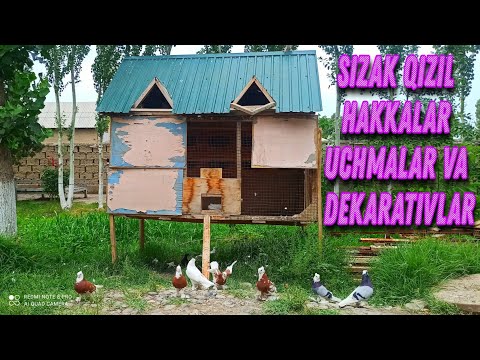 Видео: UCHMA Kabutarlar QIZIL SIZAK HAKKALR Каптарларни зурлари учма ва декаративный pigeon лёт Голуб