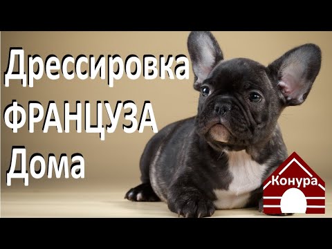 Видео: Дрессировка французского бульдога дома