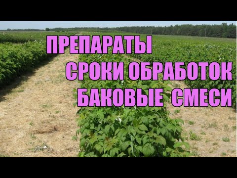 Видео: Когда и как обрабатывать ежевику и малину от болезней. Фунгициды. Часть 2